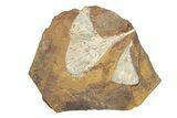 Two Fossil Ginkgo Leaves From North Dakota - Paleocene #247117-1